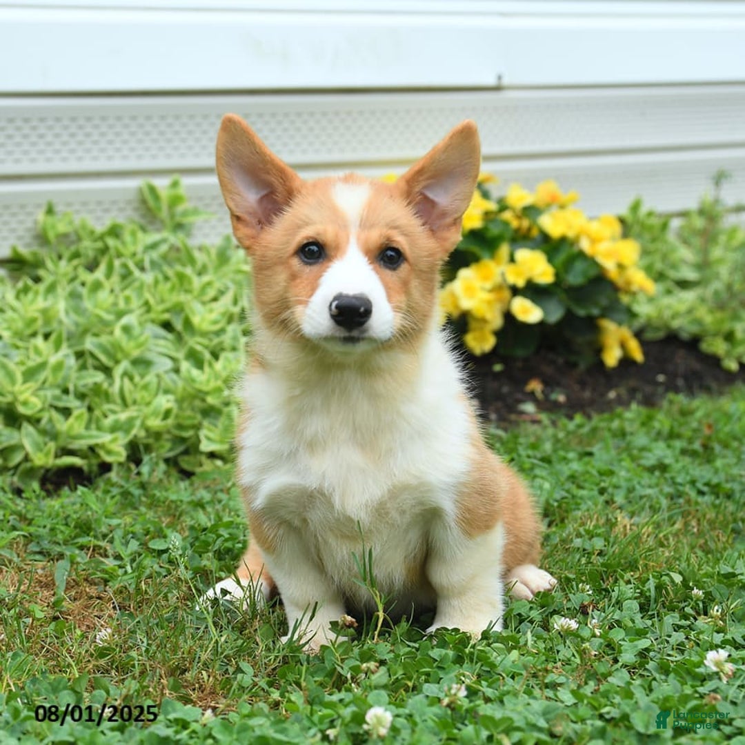 Welsh Corgi Pembroke dogs for sale: Rusty - Image 4