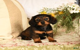 Miniature Dachshund dogs for sale: Ruby - Image 10