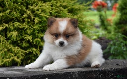 Pomeranian dogs for sale: Teddy - Image 1