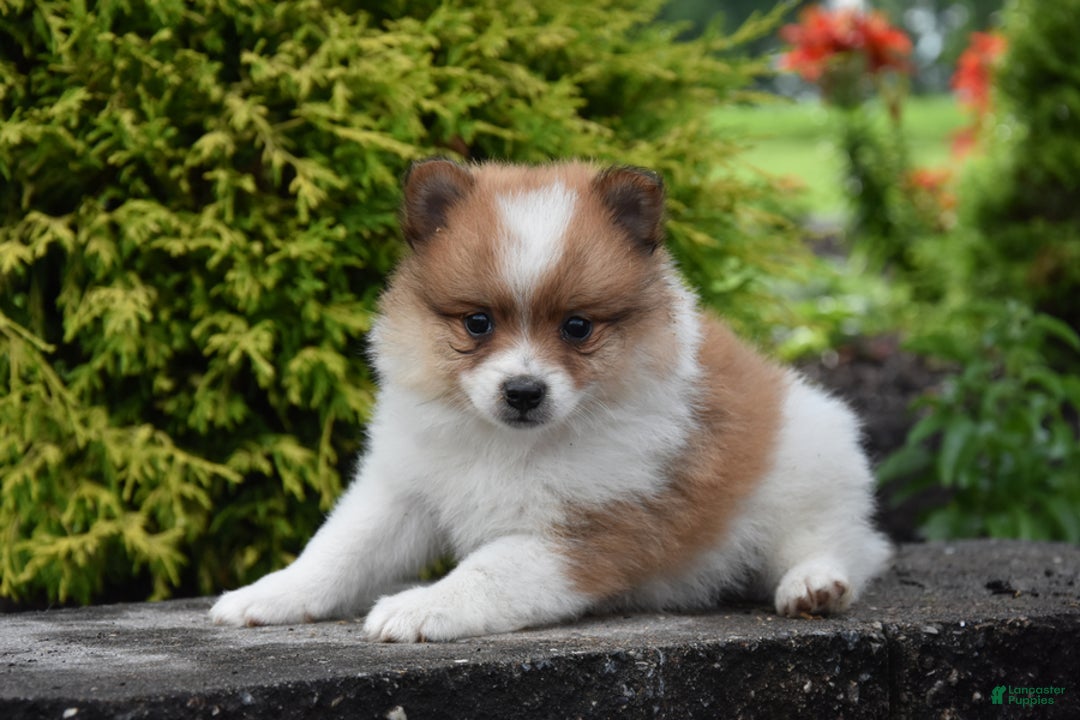 Pomeranian dogs for sale: Teddy - Image 1