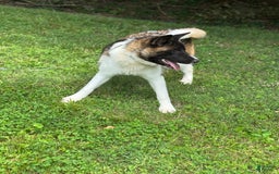 Akita dogs for sale: Jasper - Image 3