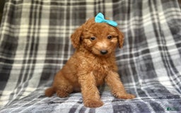 Mini Goldendoodle dogs for sale: Nelly - Image 7