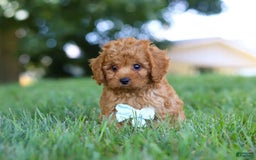 Cavapoo dogs for sale: Cavapoo 5 puppies - Image 11