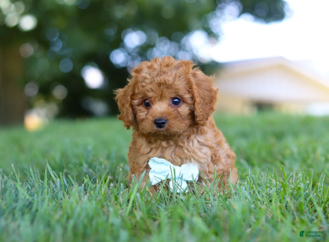 Cavapoo dogs for sale: Cavapoo 5 puppies - Image 11
