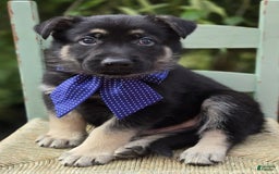German Shepherd dogs for sale: Randy - Image 1