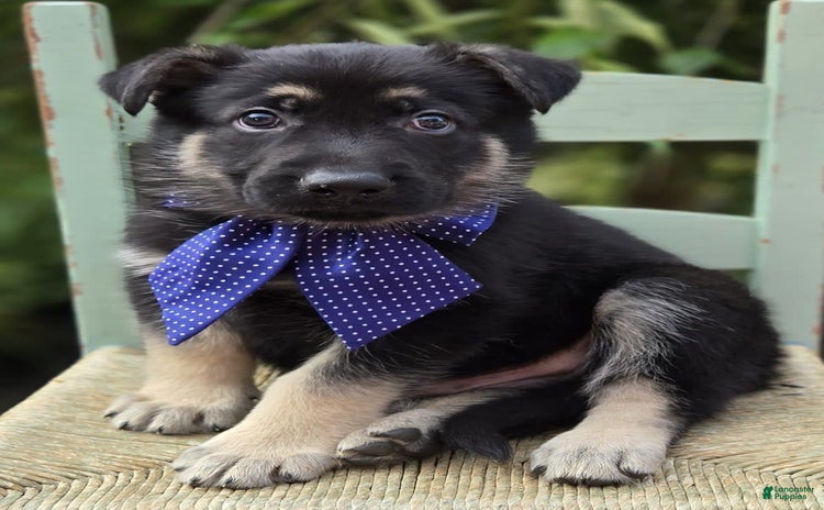 German Shepherd dogs for sale - Ad 5