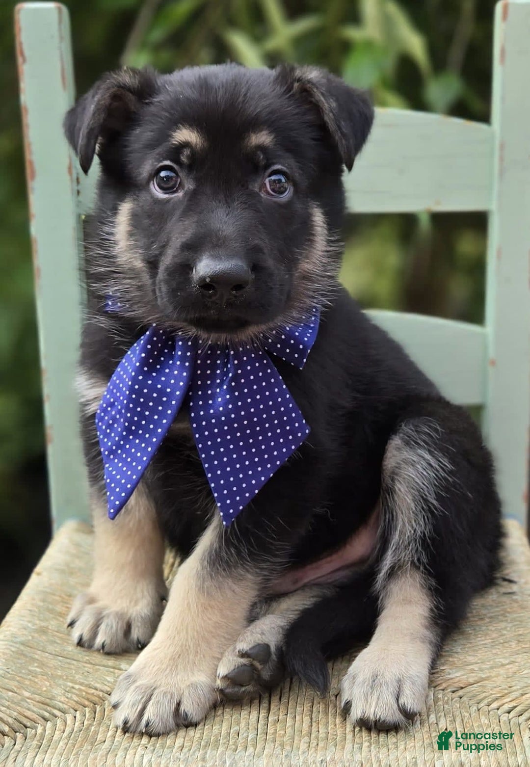 German Shepherd dogs for sale: Randy - Image 1
