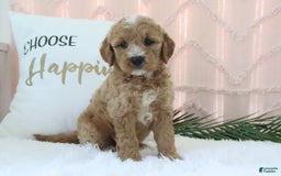  dogs for sale: Mini Goldendoodle 4 puppies - Image 4