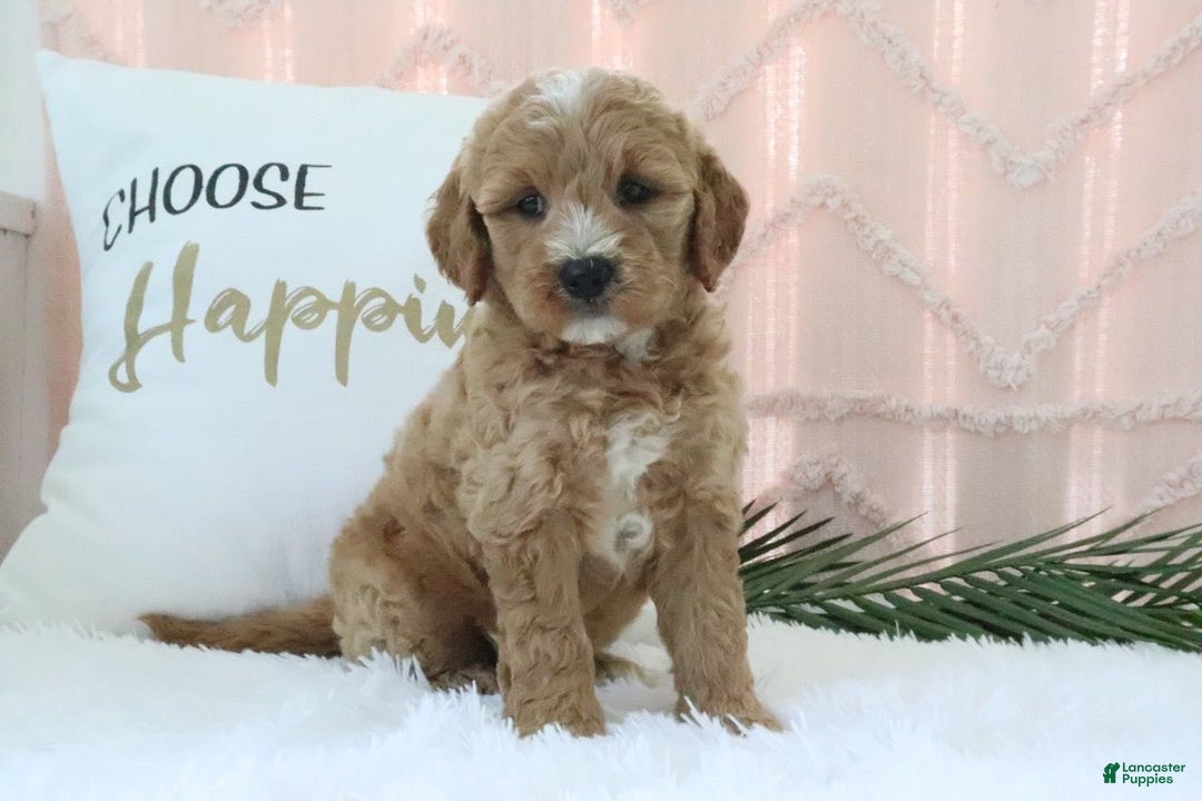  dogs for sale: Mini Goldendoodle 4 puppies - Image 4