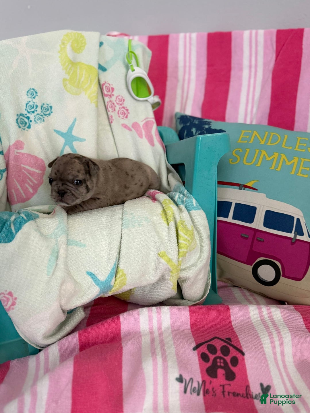 French Bulldog dogs for sale: Akc Blue Merle - Image 15