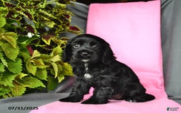 Cocker Spaniel dogs for sale: Emma - Image 2
