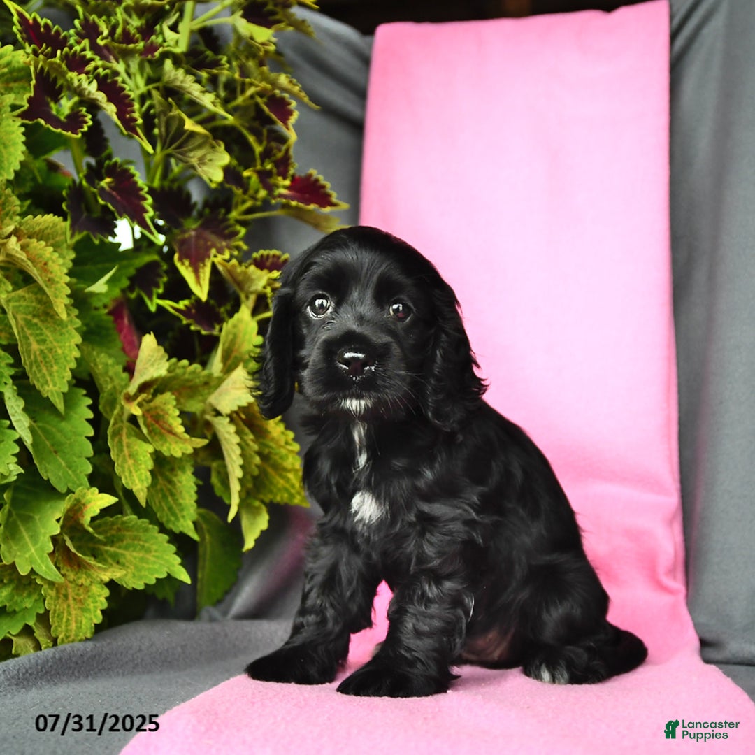 Cocker Spaniel dogs for sale: Emma - Image 2