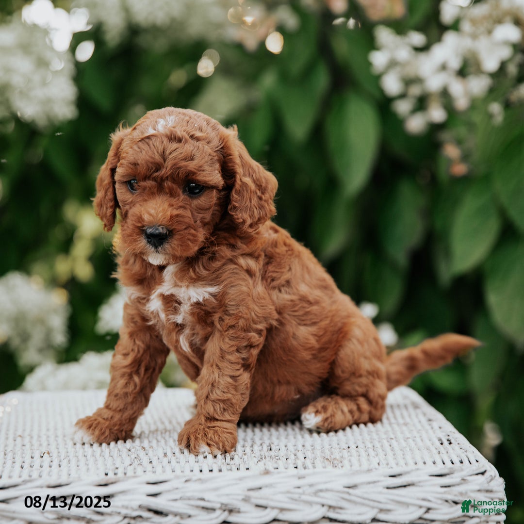 Cavapoo dogs for sale: Bailey - Image 1
