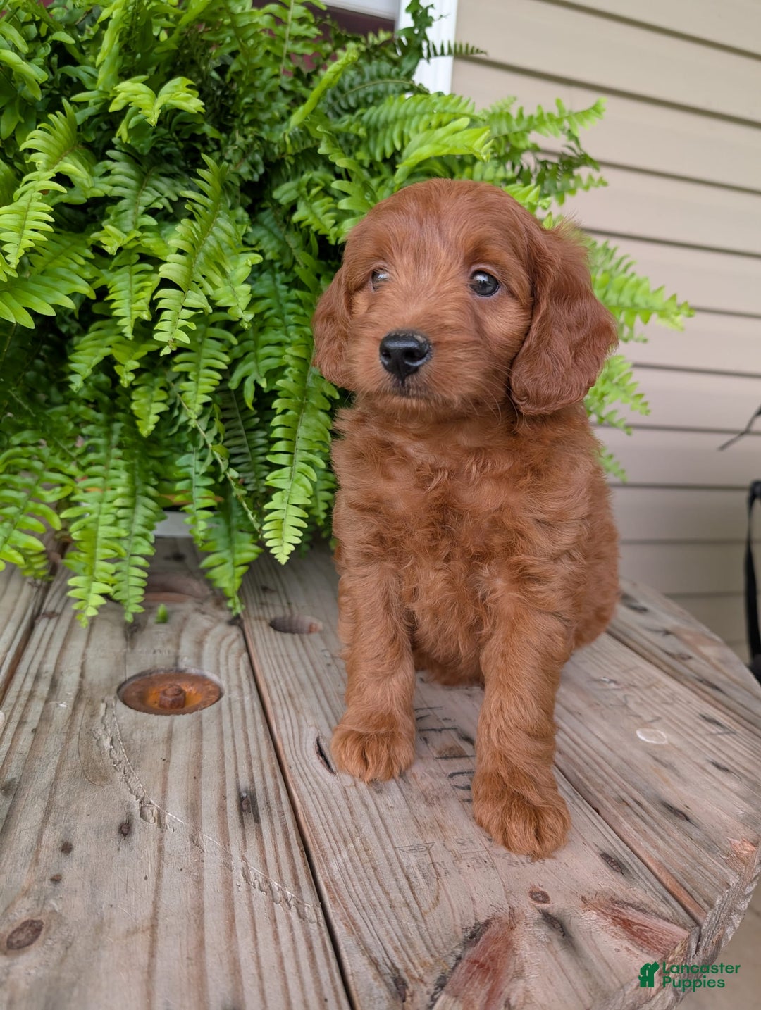 Mini Goldendoodle dogs for sale: Mini-logan - Image 37
