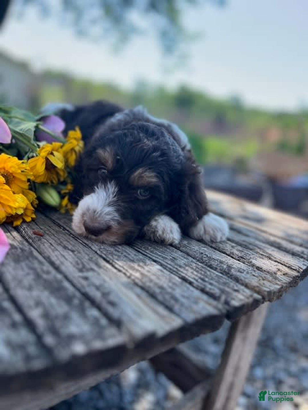 Bernedoodle dogs for sale: Gemma - Image 3