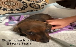 Dachshund dogs for sale: Red - Image 1