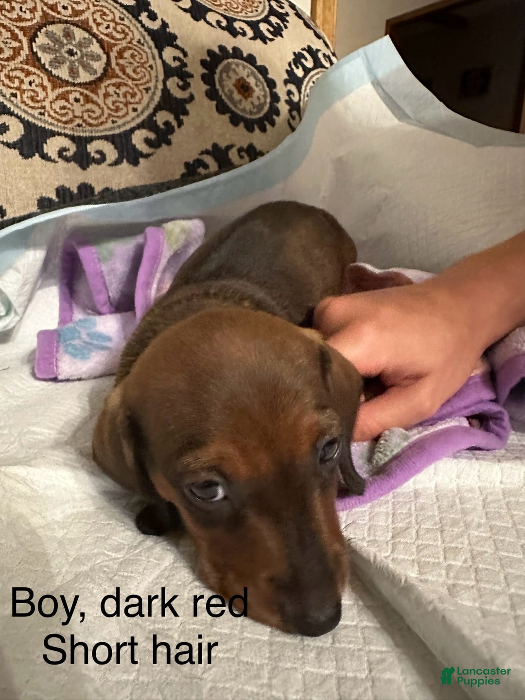 Dachshund dogs for sale: Red - Image 1