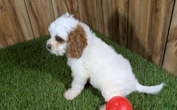 Cavapoo dogs for sale: Fiona Girl 3 - Image 7