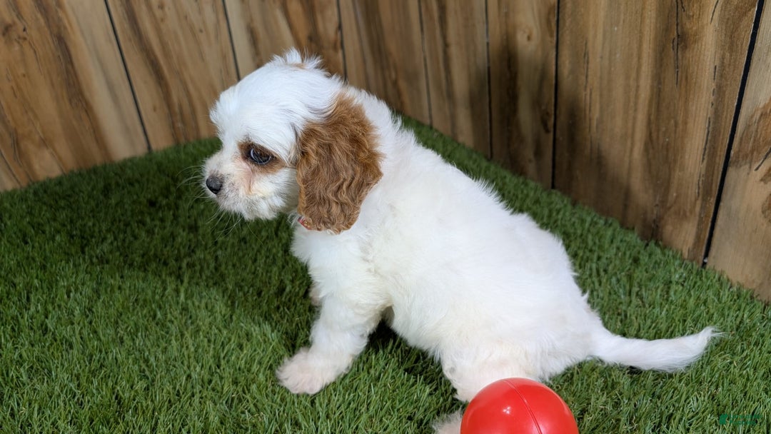 Cavapoo dogs for sale: Fiona Girl 3 - Image 7