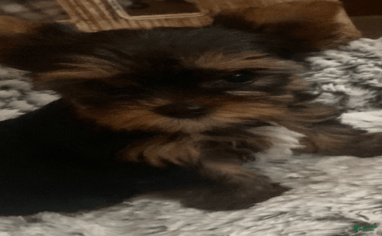 Yorkshire Terrier dogs for sale - Ad 3