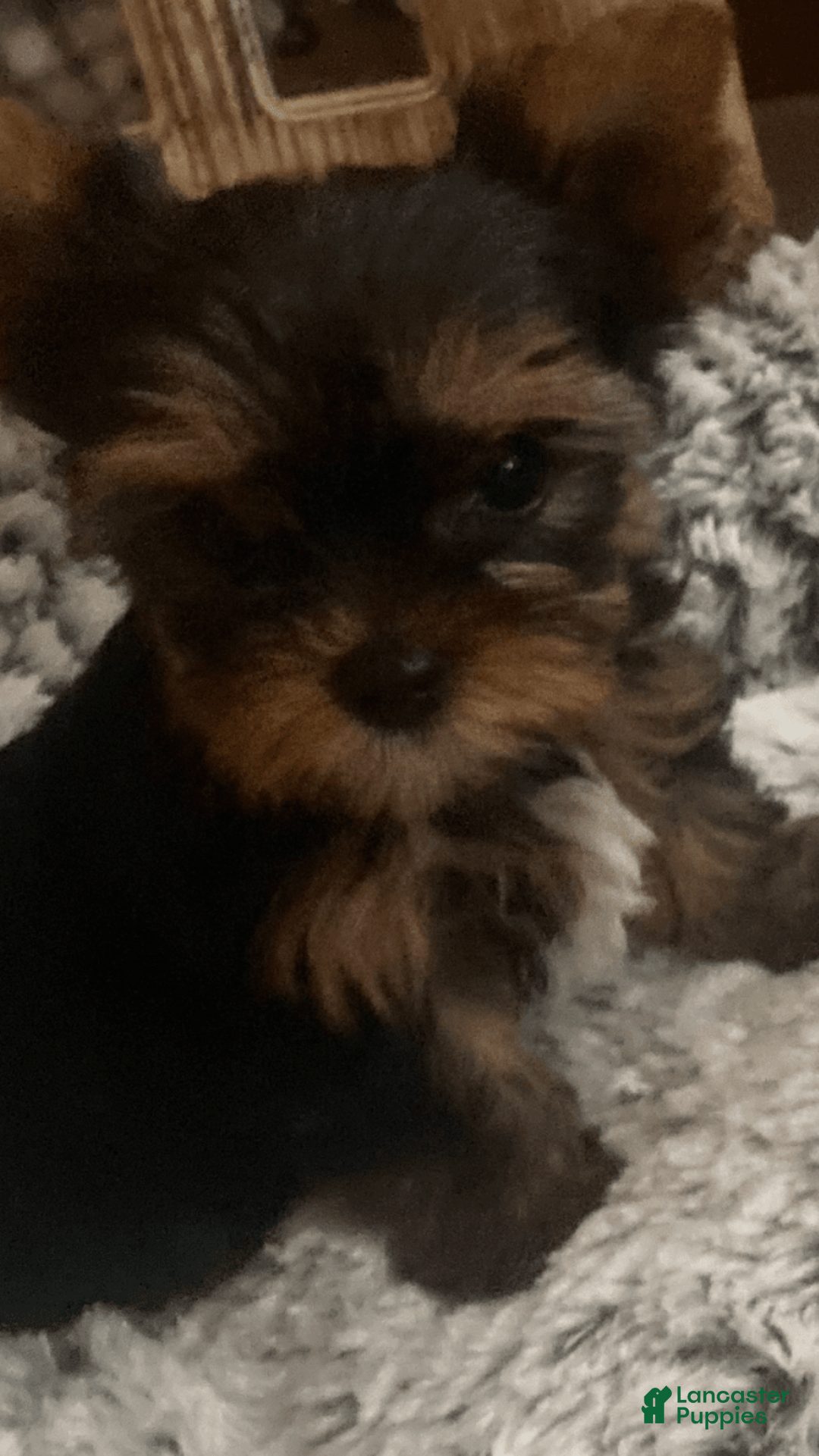 Yorkshire Terrier dogs for sale: Nora - Image 1