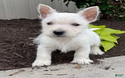 West Highland Terrier dogs for sale: Wyatt - Image 7