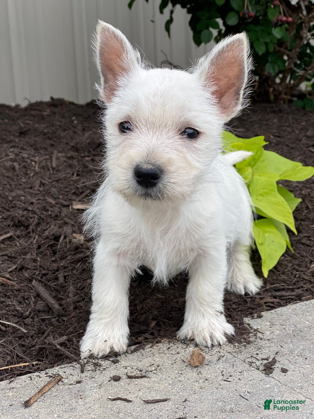 West Highland Terrier dogs for sale: Wyatt - Image 7