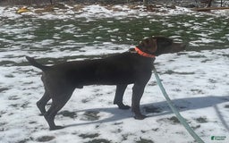 German Shorthaired Pointer dogs for sale: GSP - Image 6