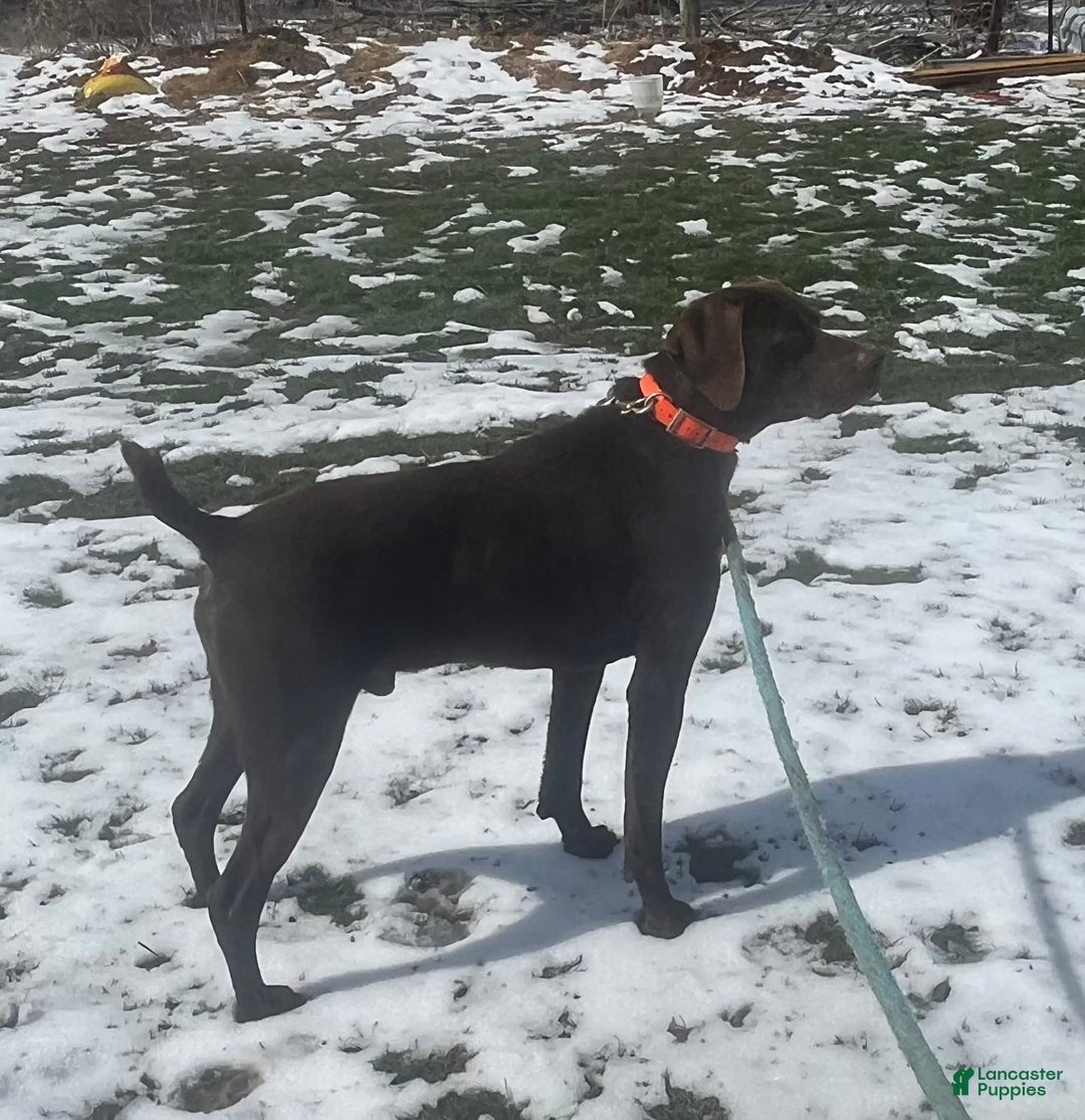 German Shorthaired Pointer dogs for sale: GSP - Image 6