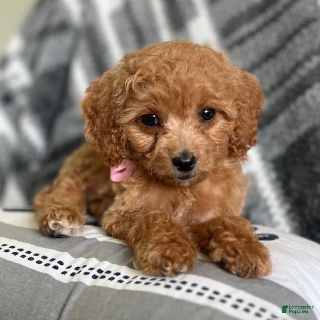 Mini Goldendoodle dogs for sale: Minnie Mini F1b - Image 11