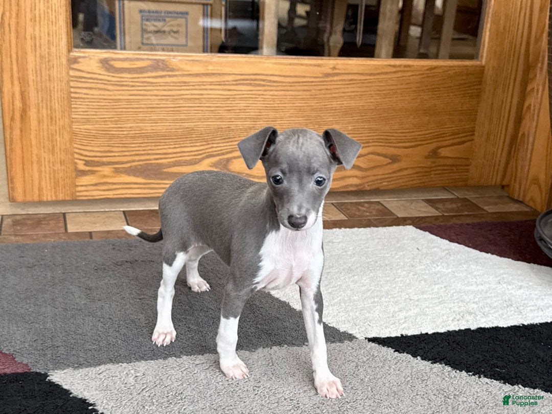 Italian Greyhound dogs for sale: Rhonda - Image 9