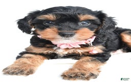 Cavapoo dogs for sale: Biff - Image 4