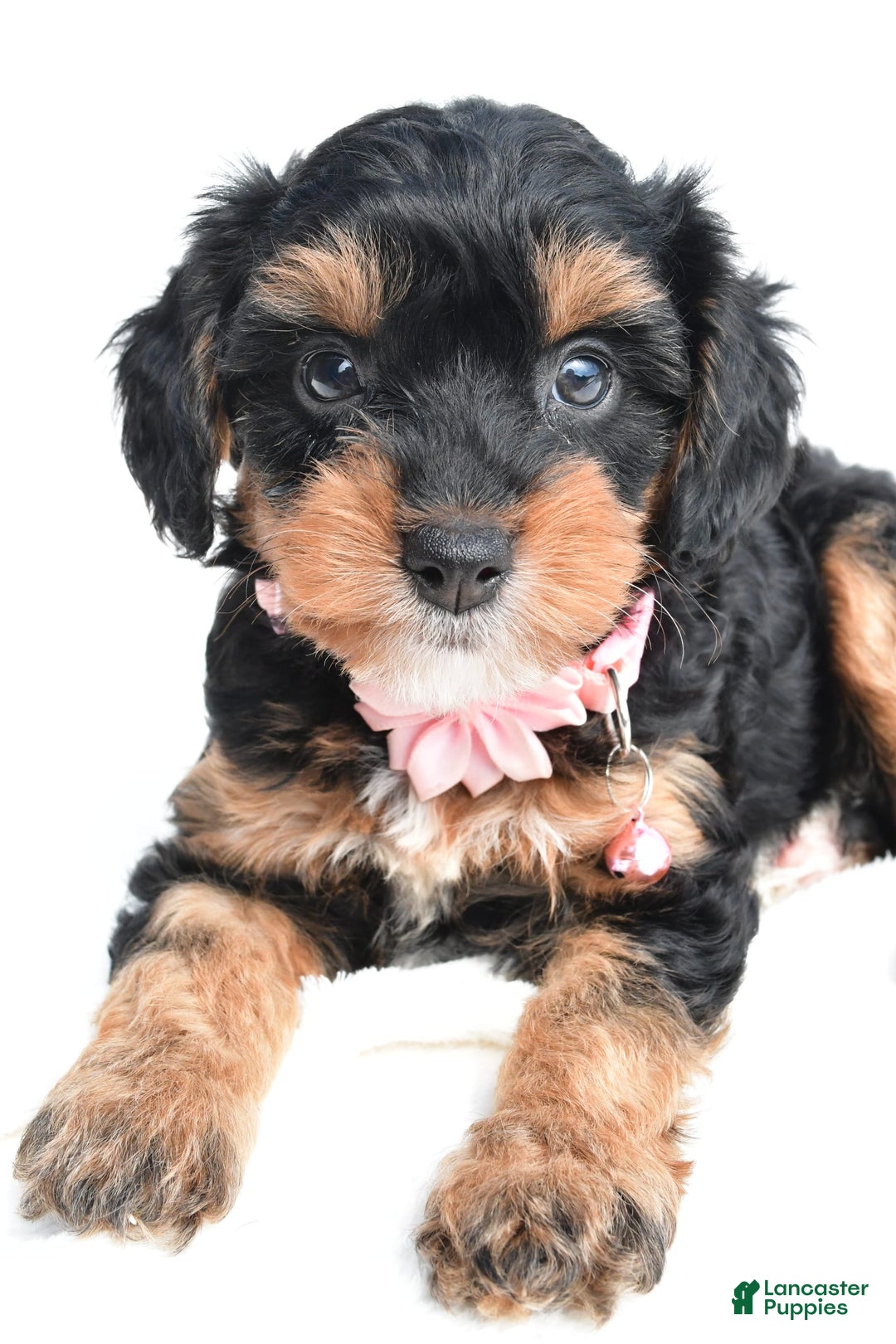Cavapoo dogs for sale: Biff - Image 4