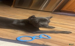 Cane Corso dogs for sale: Bella - Image 5