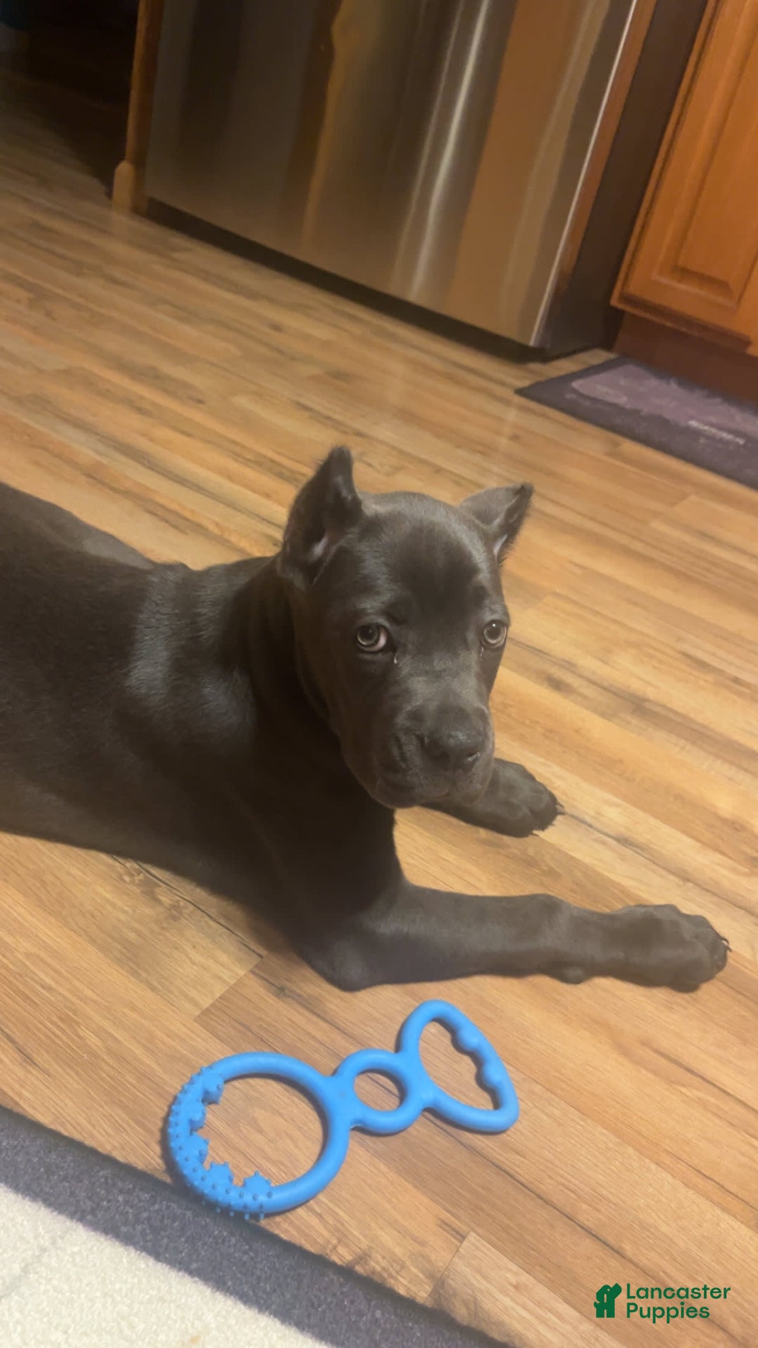 Cane Corso dogs for sale: Bella - Image 5