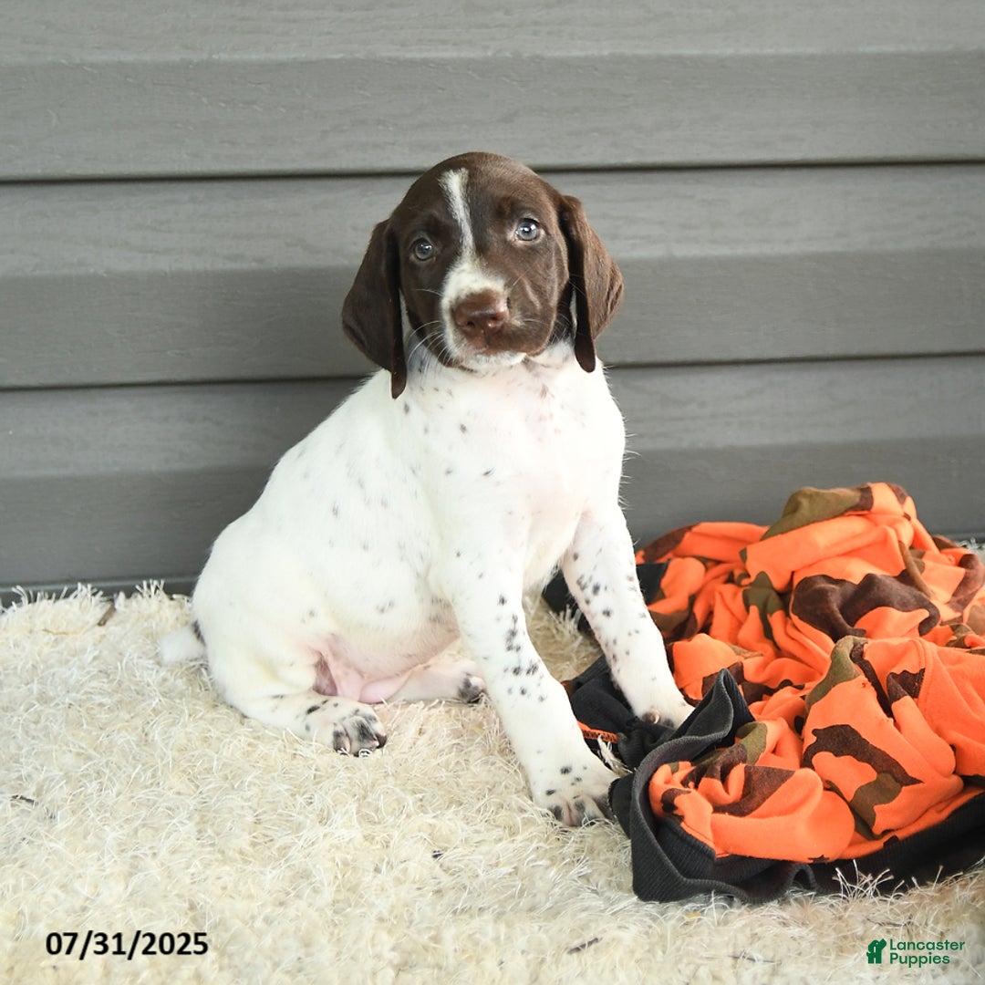 German Shorthaired Pointer dogs for sale: Awesome - Image 5