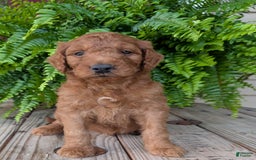 Goldendoodle dogs for sale: Dash - Image 26