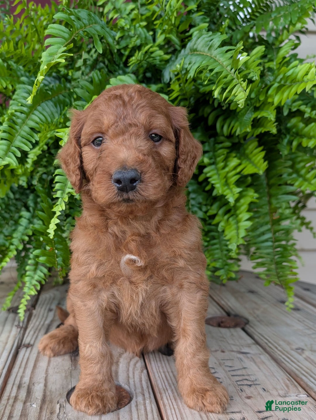 Goldendoodle dogs for sale: Dash - Image 26