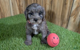 Cavapoo dogs for sale: Bertha Girl 3 - Image 2