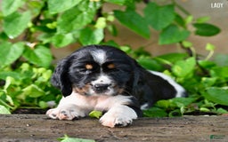 English Springer Spaniel dogs for sale: Lady - Image 3