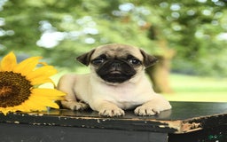 Pug dogs for sale: Rosie - Image 4
