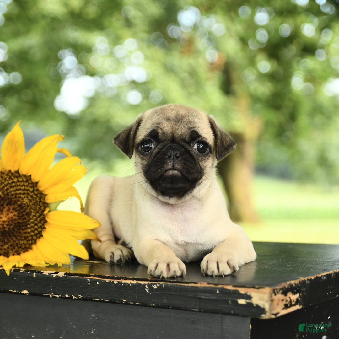 Pug dogs for sale: Rosie - Image 4