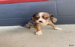 Beaglier dogs for sale: Marshal - Image 3