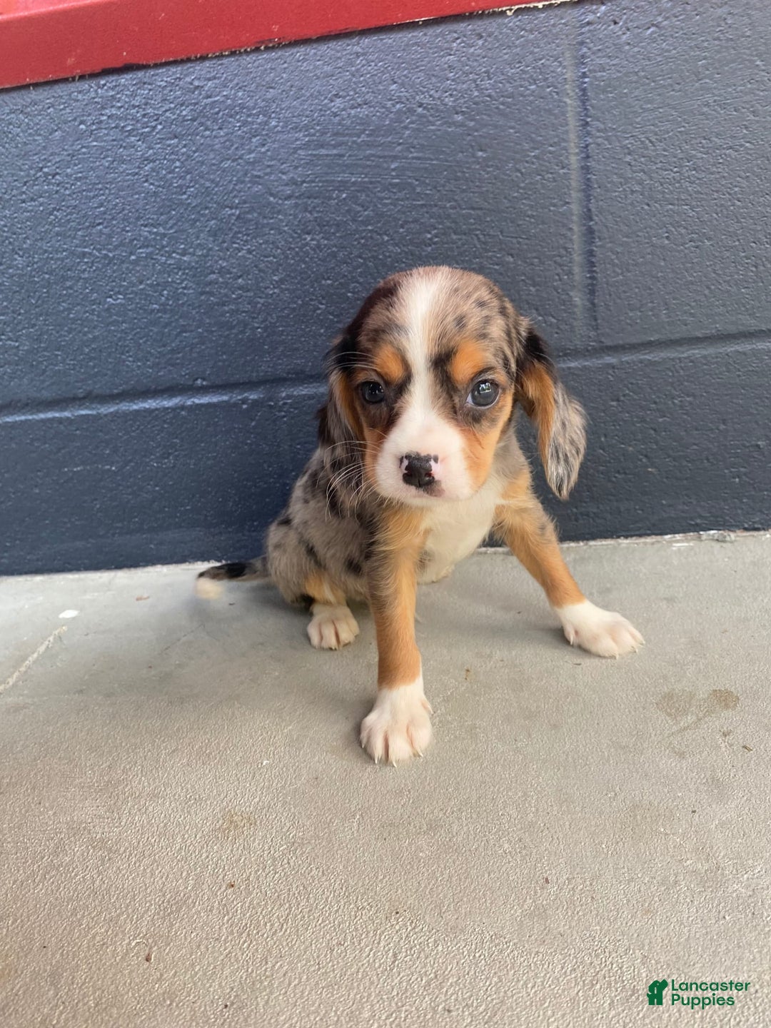 Beaglier dogs for sale: Marshal - Image 3