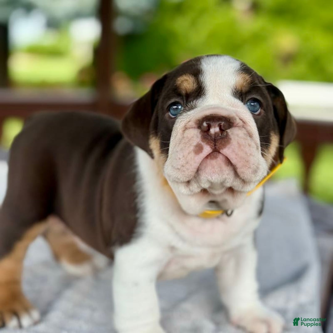 English Bulldog dogs for sale: Camille - Image 2