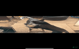 Australian Cattle Dog dogs for sale: Charlie - Image 7