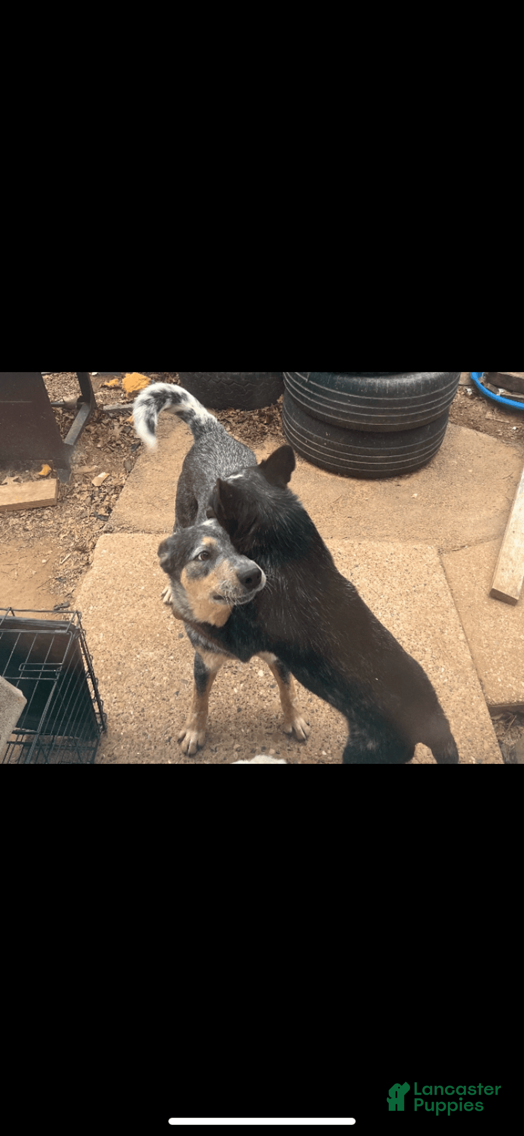 Australian Cattle Dog dogs for sale: Charlie - Image 7