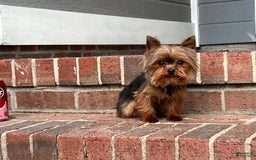 Yorkshire Terrier dogs for sale: Shmitty - Image 3