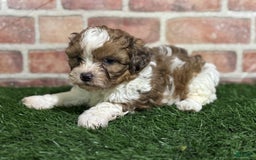 Shihpoo dogs for sale: Biscuit - Image 2