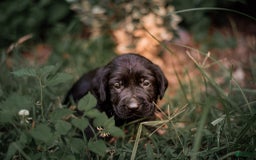 Goldador dogs for sale: Tan - Image 3
